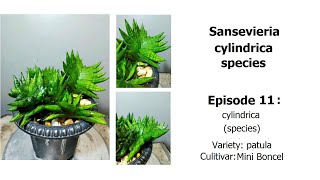 Sansevieria Mini Boncel  cylindrica Episode 11 [upl. by Ballou]