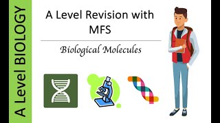 A Level AQA Biology Biological Molecules  Monomers amp Polymers Exam Questions [upl. by Analla137]