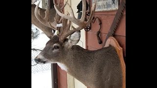 LARGE GAME TAXIDERMY  DEER  Video 6 of 16  EARS [upl. by Tehc896]