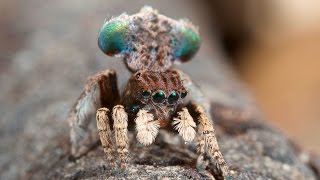 Peacock Spider 3 Maratus vespertilio [upl. by Sisto]