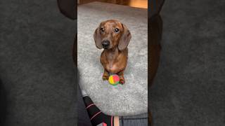 Emergency treat run for mini doxie [upl. by Ruffin744]