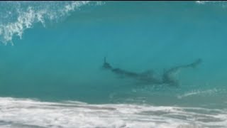 Thousands of sharks close to shore shuts Florida beaches [upl. by Danice551]