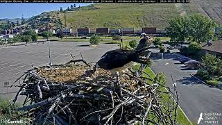 6232024Hellgate Osprey Nest CamEveryone Gets WhackedGood Feeding For Both [upl. by Aminta]