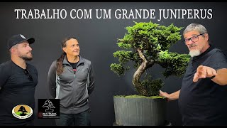 TRABALHO COM UM GRANDE JUNIPERUS [upl. by Middendorf]