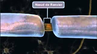 La propagation de linflux nerveux [upl. by Kenley]