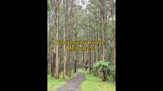 Dandenong Ranges in Melbourne hiking melbourne victoria australia adventure travel event fyp [upl. by Eenwat]