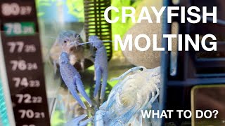 CRAYFISH MOLTING  WHAT DO I DO [upl. by Aiuqcaj184]