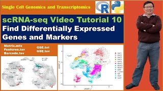 Seurat Video TutorialsVideo 10 Find Markers and Differentially Expressed Genes [upl. by Tertias233]