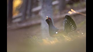 CANTO A LA EXTINCION  UROGALLO  CAPERCAILLIE  DOCUMENTAL [upl. by Spiros]