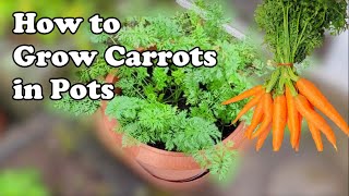 How to Grow Carrots from Seed in Pots  THE QUICK AND EASY EXPLANATION [upl. by Onitsoga817]