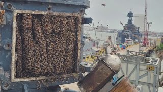 Two honeybee hives removed from Battleship Texas [upl. by Leontine]