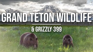 Grizzly 399 amp Wildlife in Grand Teton  Finding Grizzlies amp Wildlife in Tetons Yellowstone 4K [upl. by Gersham]