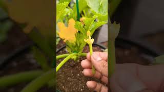 How to pollinate zucchini using the male flower  shorts [upl. by Arolf698]