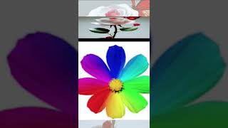 Meherban Tumi Meherban মেহেরবান তুমি মেহেরবান flowers shortvideo short [upl. by Hussar]