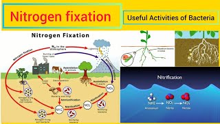 What is Nitrogen fixation  नाइट्रोजन स्थिरीकरण  Nitrogen fixation in plants  Beneficial bacteria [upl. by Aitnic]