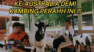 SUKSES BREDING KAMBING PERAH KELAS IMPOR AUSTRALIA LURISAE FARM ‼️ [upl. by Nemaj]