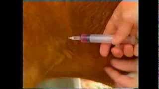 How to give a subcutaneous injection to a goat [upl. by Labors]