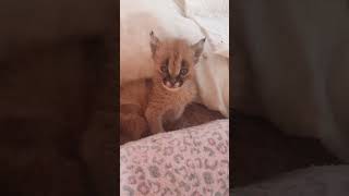 Каракал мяучитчирикает как птичкаCaracal meow каракал caracal cute caracat сервал cat [upl. by Hairem]