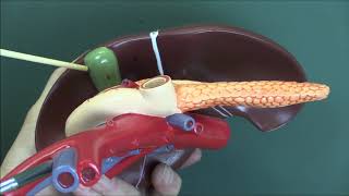 Digestive System 3 Pancreas [upl. by Adnema]