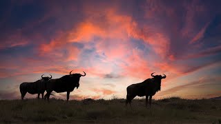 Safari At Gondwana Private Game Reserve In South Africa [upl. by Ileane448]