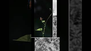 Lightroom edited leaf giant granadilla leaf shorts viralvideo trending nature [upl. by Seward]