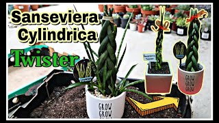 Sansevieria Cylindrica  Snake Plant Repot Propagate amp Twist  Best Indoor Plants [upl. by Germann]