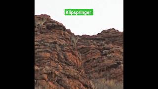 Klipspringer Antelope Features youtubeshorts youtube ytshorts [upl. by Mutat]