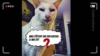 Häufige Fragen von Katzenbesitzern [upl. by Attenrev]