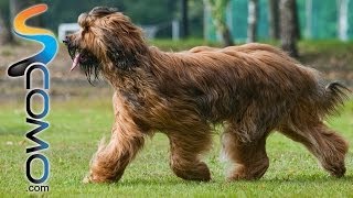 El perro Briard [upl. by Notgnirrab633]