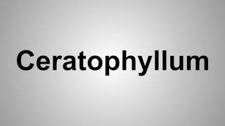 How To Pronounce Ceratophyllum [upl. by Euqinomod141]