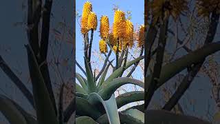 Aloe arborescente [upl. by Mokas]