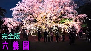 Full Ver🌸Awesome Cherry Blossoms at Rikugien Garden in Bunkyo Tokyo 4K 60fps [upl. by Phillipe]