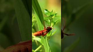 Polistes canadensis The Golden Paper Wasp 🐝 PolistesCanadensis PaperWasp Insects Nature shorts [upl. by Yllim165]