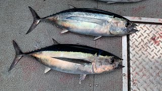 Oregon Albacore tuna fishing  Winchester bay [upl. by Ahsinut664]