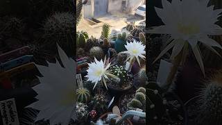 echinopsis subdenudata variegata com duas flores [upl. by Sicnarf730]