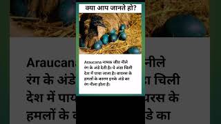 araucana eggs greencolor chili cuntry youtubeshorts facts viralvideo shortvideo [upl. by Aivital]