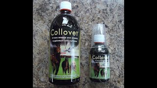 Collovet for Racing Pigeons  A Game Changing Stimulant Discover the Truth [upl. by Duncan216]