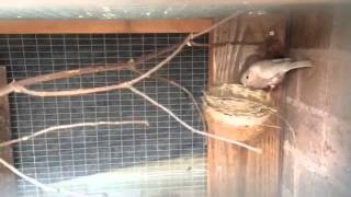 Breeding pastel bullfinches Dompfaff PASTELS [upl. by Breen771]