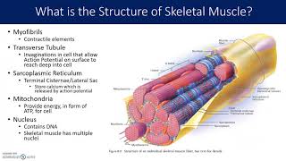 Muscle and Sarcomere Structure [upl. by Janeva]