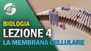 BIOLOGIA  Lezione 4  La Membrana Cellulare [upl. by Aonian557]