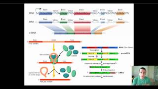 Eukaryotic PostTranscriptional RNA Processing [upl. by Hauhsoj125]