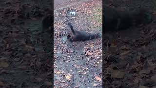 Milo the adorable Sprocker Spaniel loves to play in mud in Motherwell Scotland [upl. by Perretta]