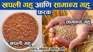 खपली गहू आणि सामान्य गहू मधील फरक  Difference Between Khapli Wheat And Normal Wheat [upl. by Jorie]