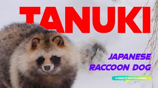 TANUKI the Japanese Raccoon Dog  5Min Encyclopedia [upl. by Ettenig]