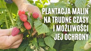 Plantacja malin na trudne czasy i możliwości jej ochrony [upl. by Darrey]