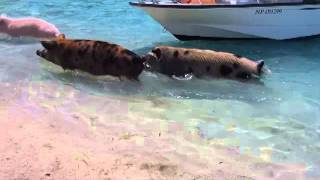 Bahamas  Exumas Schwimmende Schweine [upl. by Jovita963]