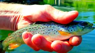 Fly Fishing  Beaverkill River NY  June 17 2018 [upl. by Maclaine]