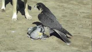 Perigrine Falcon Destroys Pigeon [upl. by Sadie]