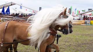 Lubers HaflingerQuadriga auf der Tarmstedter Ausstellung 2018 [upl. by Aliza]