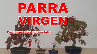 Parra virgen Parthenocissus quinquefolia [upl. by Emmons]